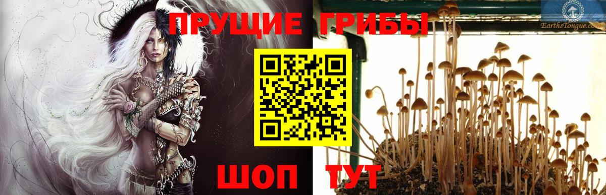Галлюциногенные грибы MAGIC MUSHROOMS  Вход с VPN  Ярославль 